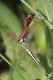 IMG_5835 Sympetrum fonscolombii